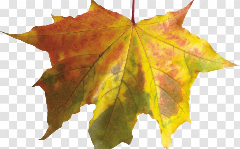 Autumn Leaves Leaf - Maple Tree Transparent PNG