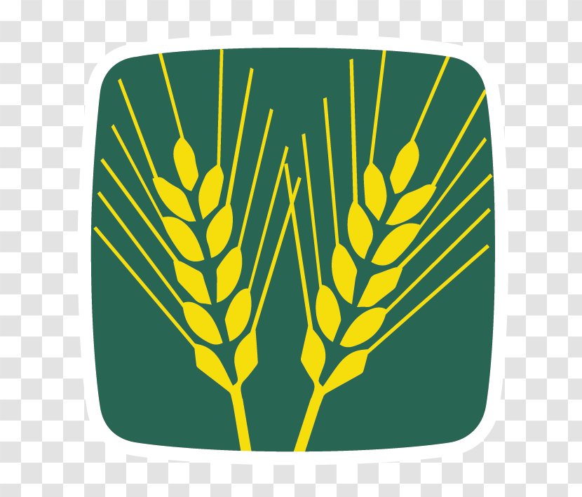 Grainothèque Wheat Benih Agriculture Seed - Commodity - Seeds Transparent PNG