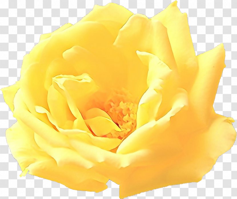 Garden Roses - Plant - Rose Order Floribunda Transparent PNG