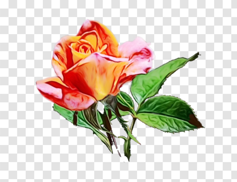 Garden Roses Transparent PNG