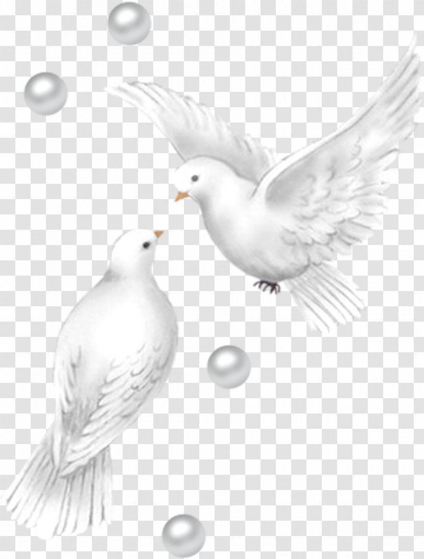 Pigeons - Water Bird Transparent PNG