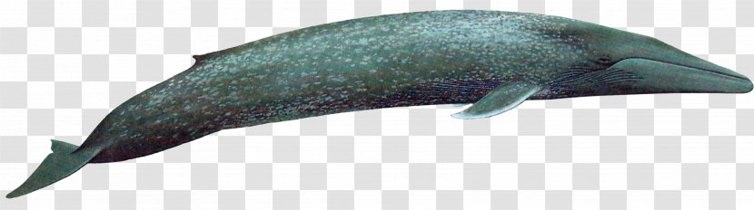 Tucuxi Dolphin - Blue Whale - Transparent Picture Transparent PNG