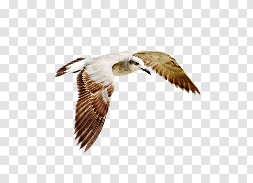 Bird Hawk Common Gull Wader - Beak Transparent PNG