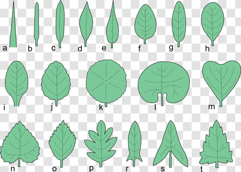 Glossary Of Leaf Morphology Tree Japanese Maple Pinnation - Bladnerv - Serrated Leaves Transparent PNG