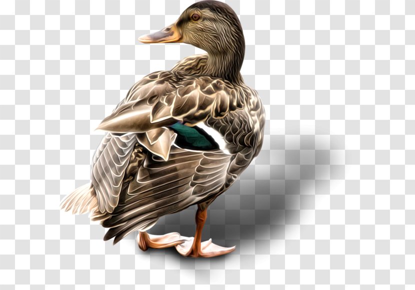 Mallard Goose Duck Bird - Poultry Transparent PNG
