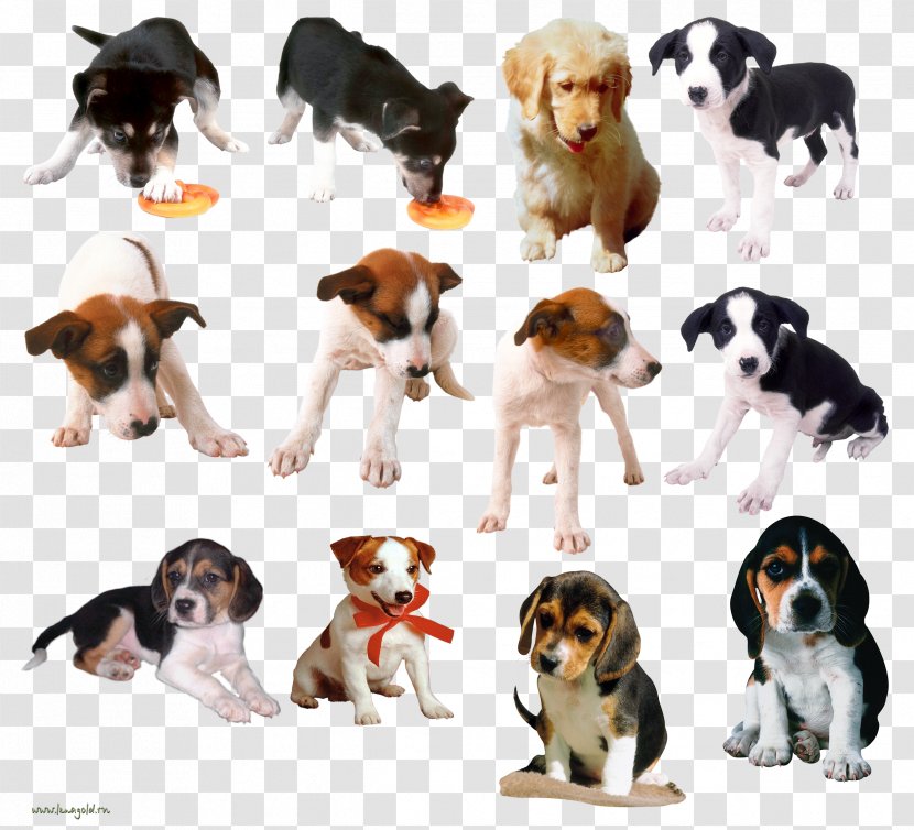 Dog Breed Puppy Beagle Clip Art - Carnivoran Transparent PNG