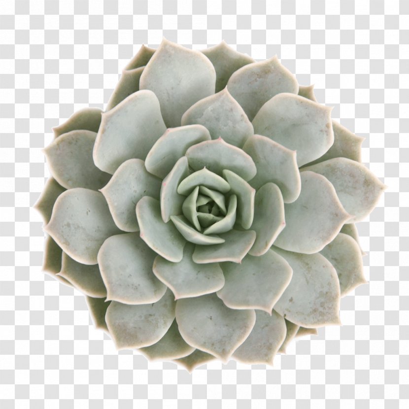 Garden Succulents Succulent Plant Echeveria Cactaceae Houseplant - Pot Leaf Transparent PNG