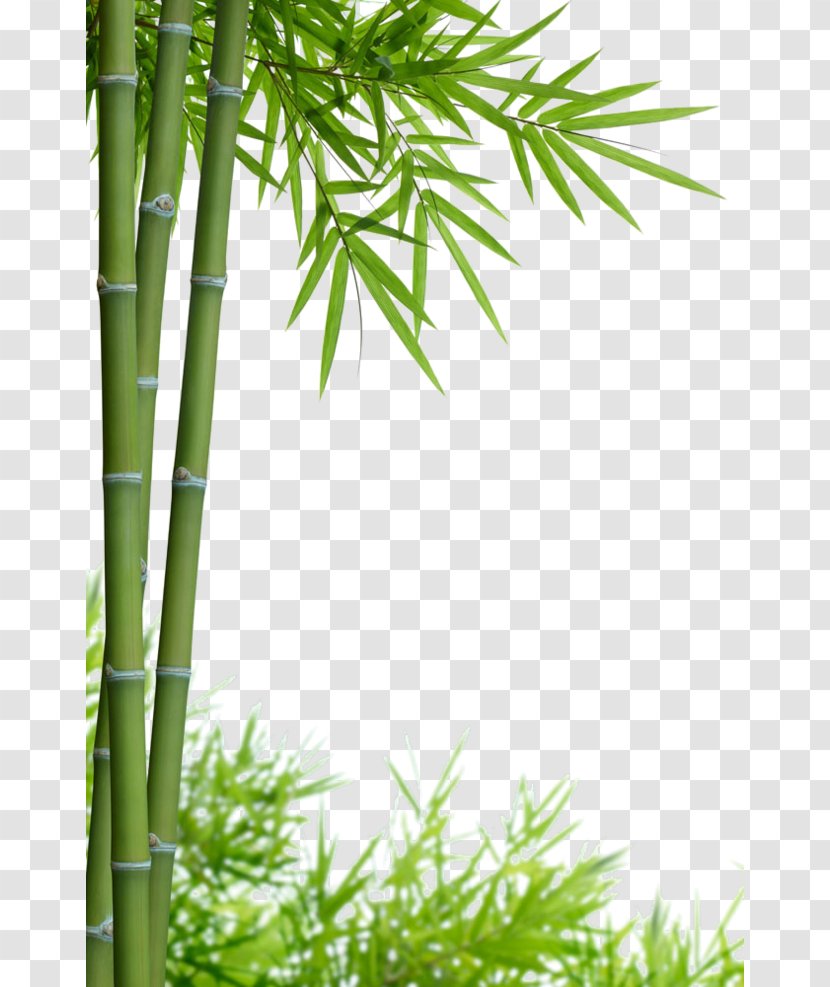 Bamboo Stock Photography Royalty-free - Plant Stem Transparent PNG