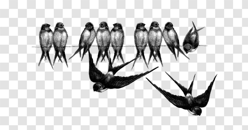 Barn Swallow Bird Crows Clip Art - Tail Transparent PNG