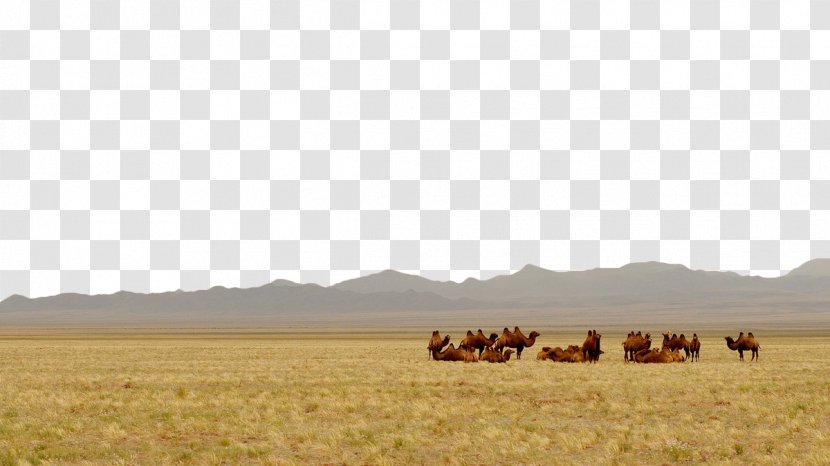 Gobi Desert Steppe Camel Landscape Grassland - Wildlife - Prairie Transparent PNG