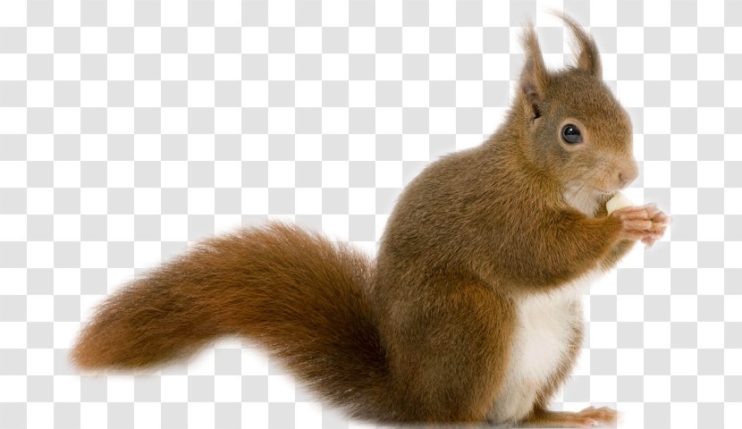 Rodent Chipmunk Red Squirrel Desktop Wallpaper Image - Cat Transparent PNG