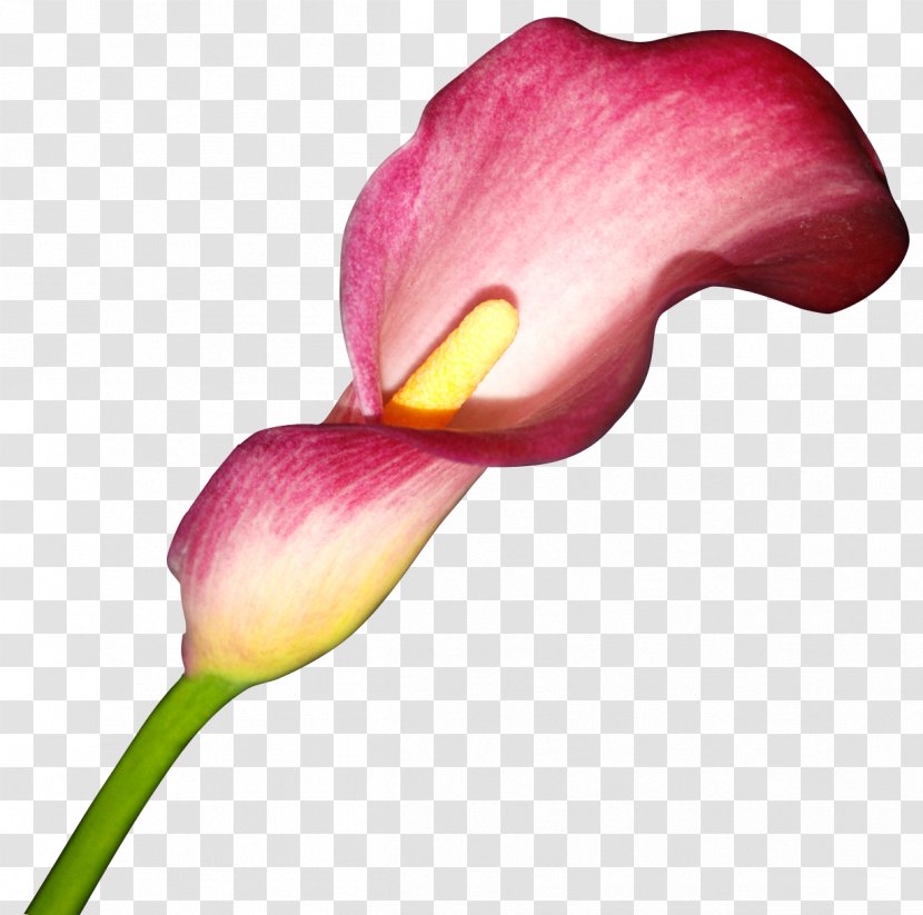 Flower Arum-lily Arum Lilies Clip Art - Email - Callalily Transparent PNG
