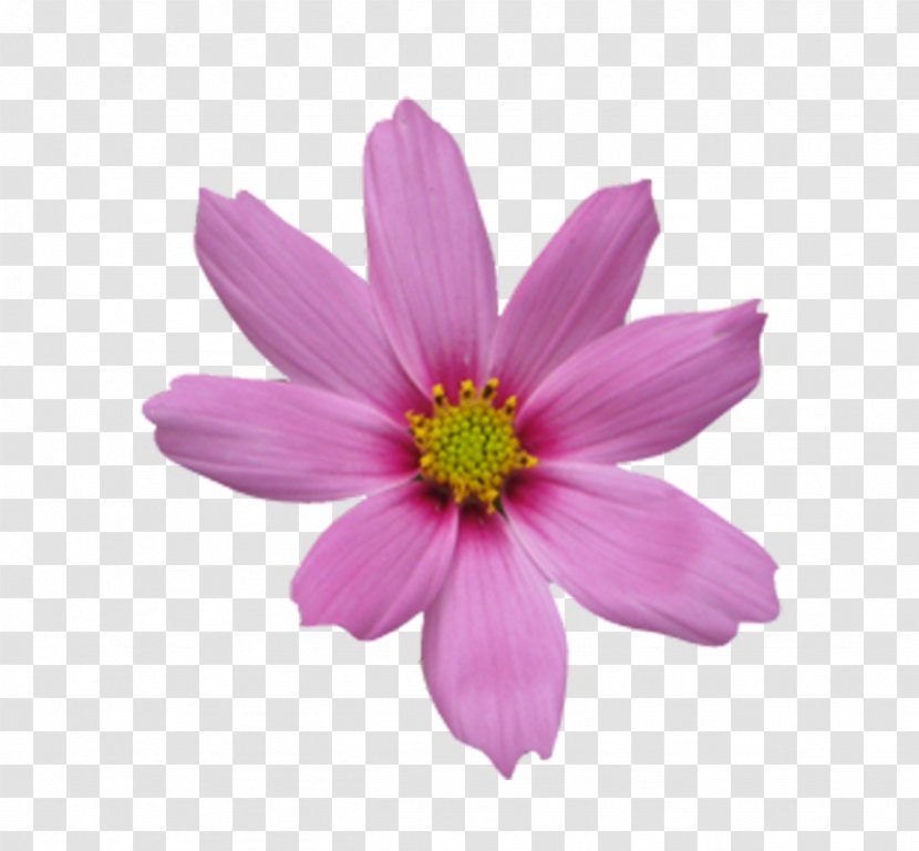 Icon - Flowering Plant - Peach Pink Flowers Transparent PNG