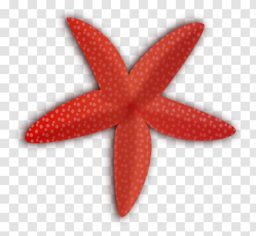 Starfish Clip Art - Echinoderm - Small Animals Transparent PNG