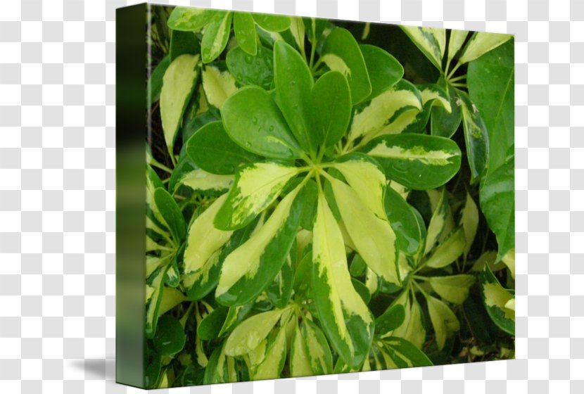 Leaf Tree Herb Transparent PNG