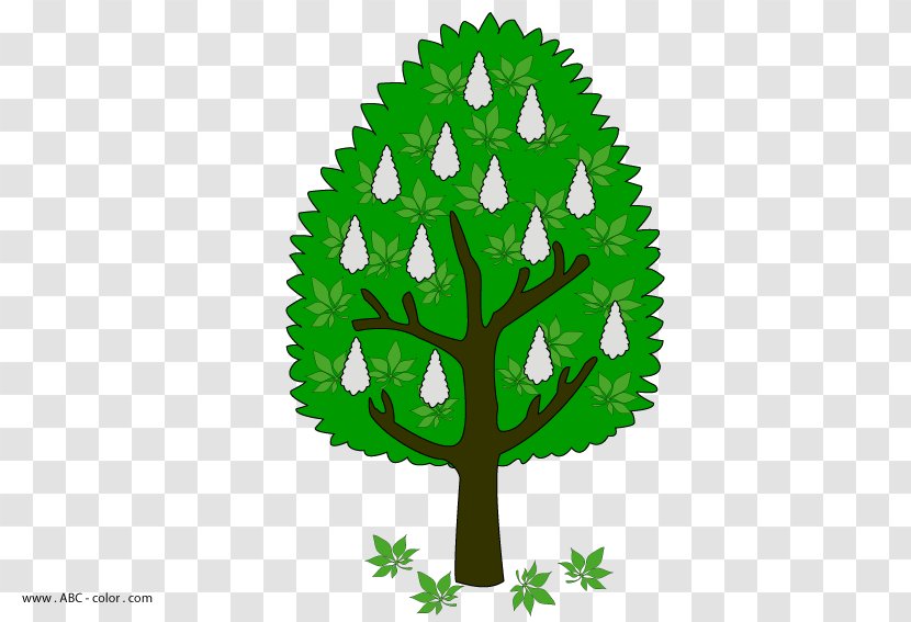 Tree Leaf Plant Stem Font Transparent PNG