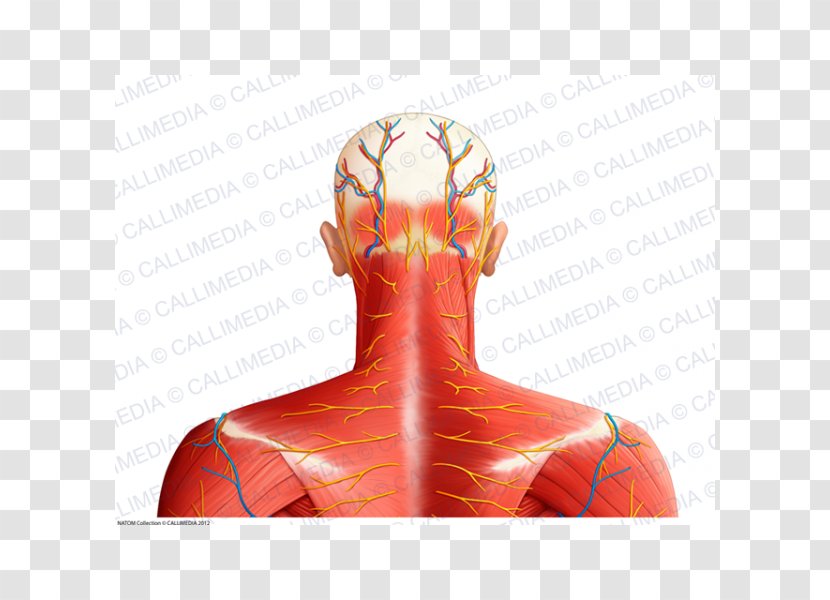 Shoulder Muscle Nerve Blood Vessel Neck - Cartoon Transparent PNG