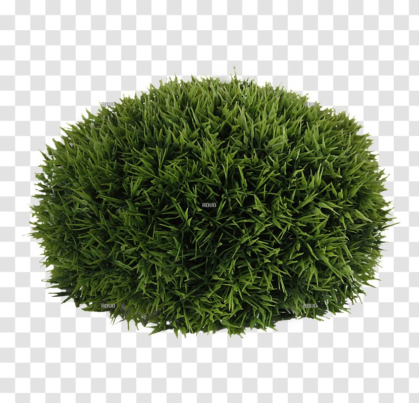 Grasses Shrub Family - Grass - Cypress Transparent PNG