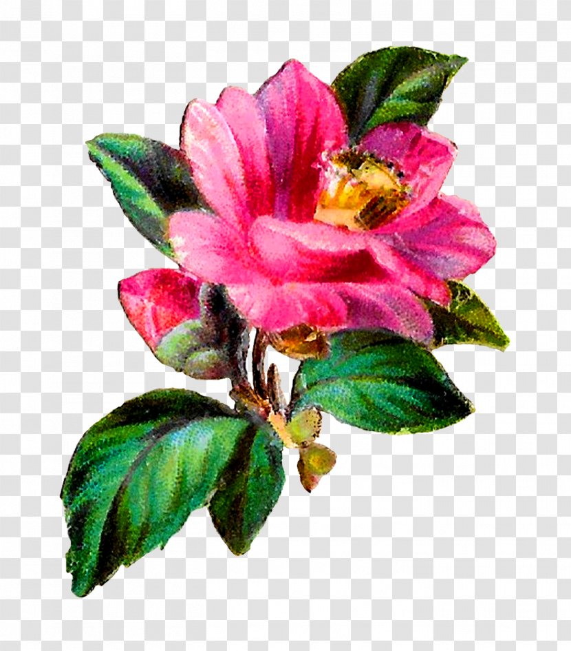 Craft Clip Art - Camellia - Flower Transparent PNG