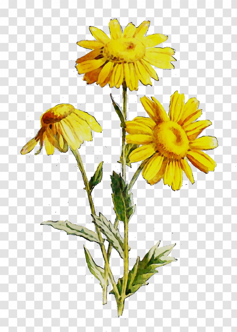 Crown Daisy Oxeye Marguerite Roman Chamomile Cut Flowers - Flower - Euryops Pectinatus Transparent PNG