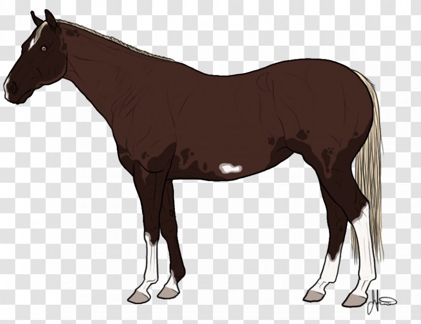 Mustang American Quarter Horse Pony Stallion Thoroughbred - Livestock Transparent PNG