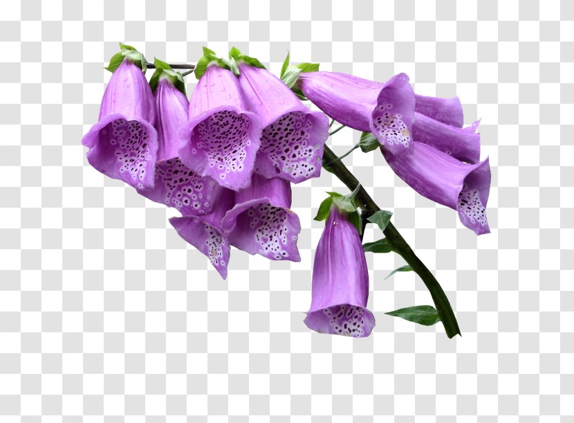 Flower - Banco De Imagens - Violet Transparent PNG