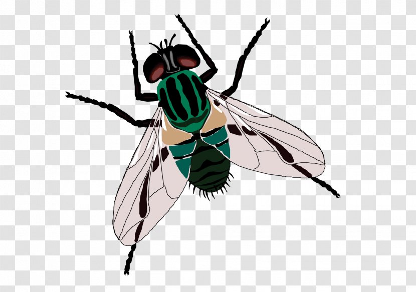 Fly Sticker Toilet Clip Art - Housefly - Green Flies Transparent PNG