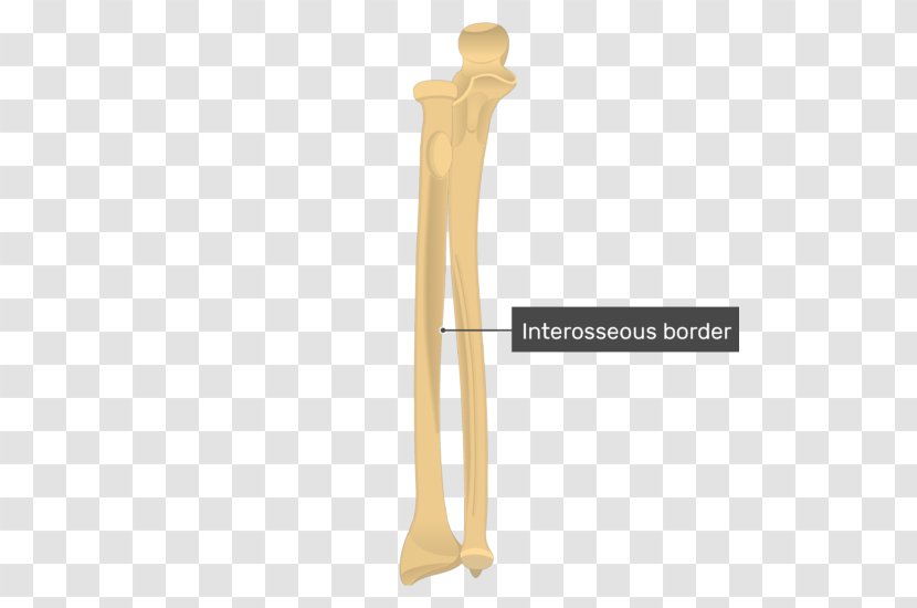 Ulna Radius Bone Anatomy Forearm - Human Skeleton - Curved Border Transparent PNG