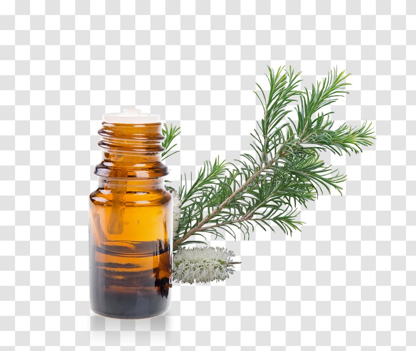 Rosemary - Fir - Cypress Family Pine Transparent PNG