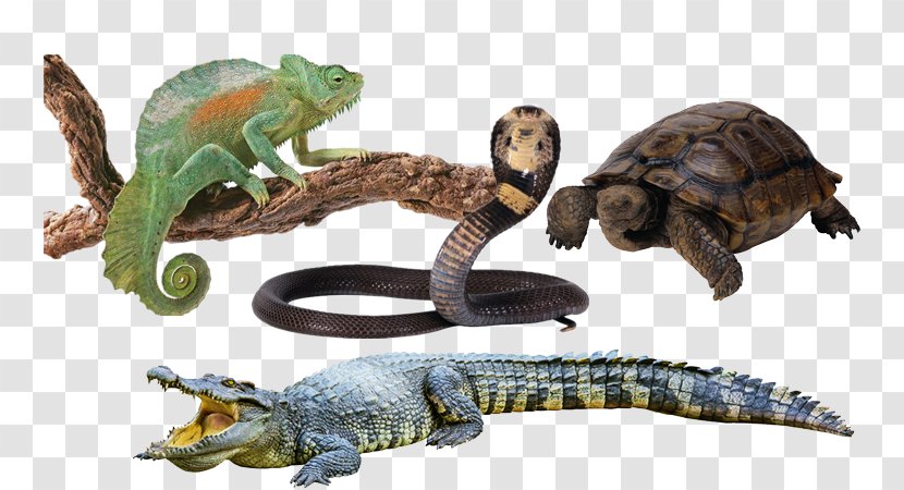 Crocodile Chameleons Lizard Macintosh Laptop - Organism - Chameleon Snake Turtle Transparent PNG