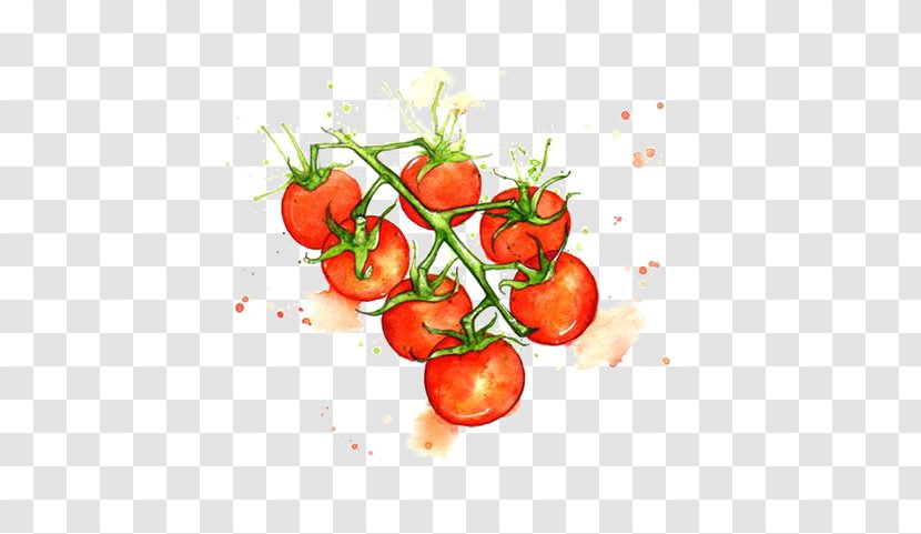 Juice Cherry Tomato Watercolor Painting Vegetable Illustration - Hand Drawn Transparent PNG