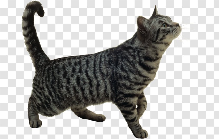 Turkish Angora Van Maine Coon Persian Cat - German Rex - Kitten Transparent PNG