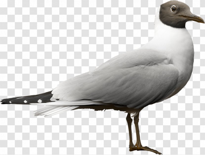Franklin The Turtle - Homing Pigeon - Ring Billed Gull Great Blackbacked Transparent PNG