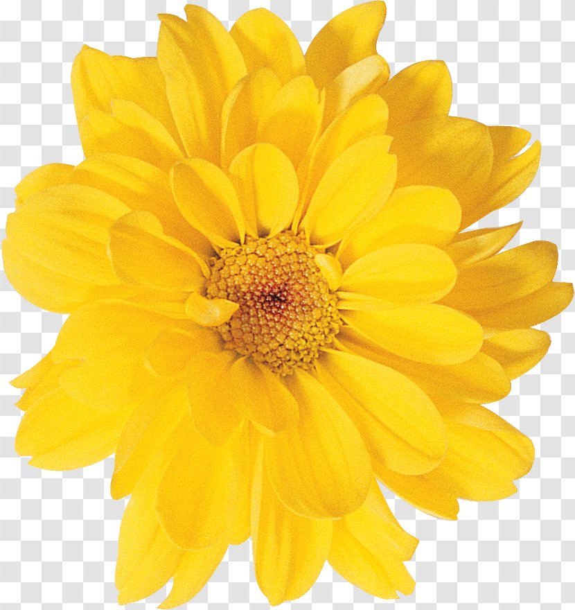 Chrysanthemum Yellow Photography Oxeye Daisy - Stock Transparent PNG
