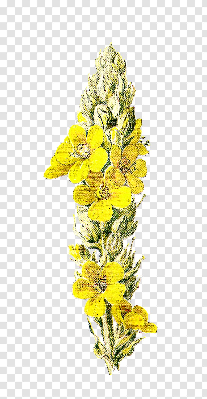 Wildflower Yellow Clip Art - Drawing - Flowers Transparent PNG