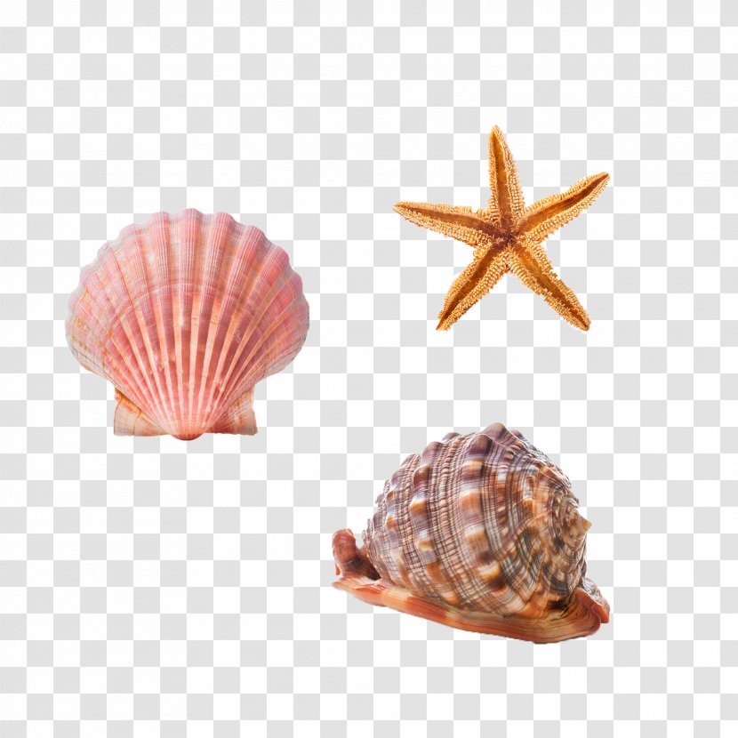 Cockle Seashell Conchology Starfish Sea Snail - Free Conch Shells And Pull Material Transparent PNG