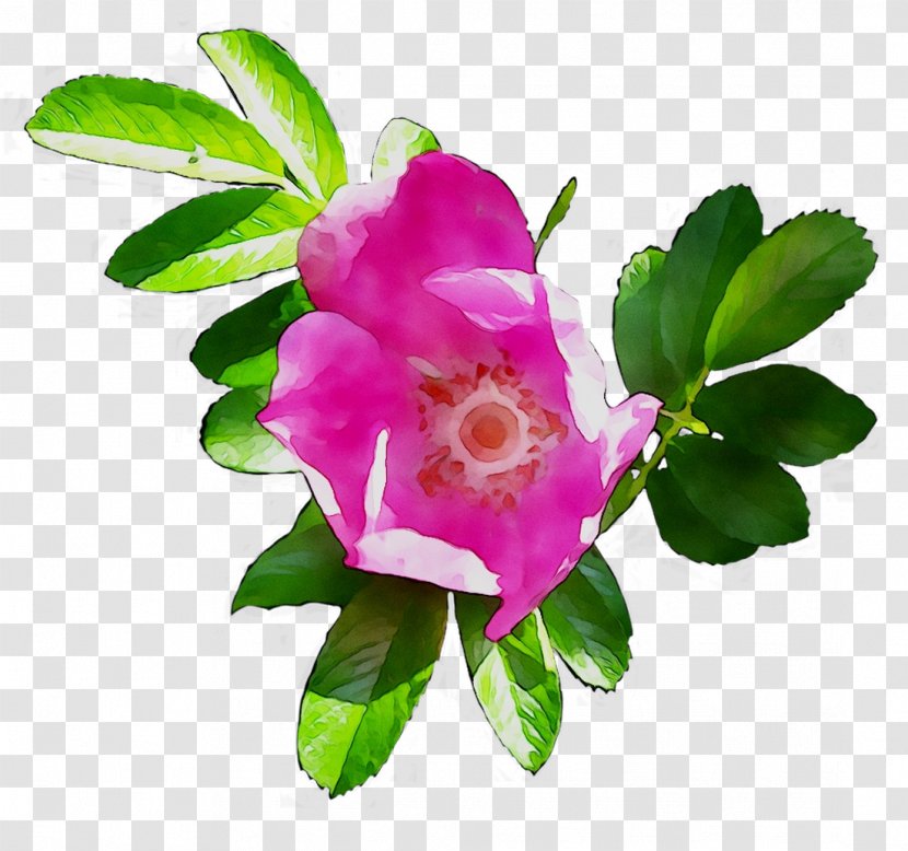 Cabbage Rose Garden Roses Dog-rose Floribunda Sasanqua Camellia - Petal Transparent PNG