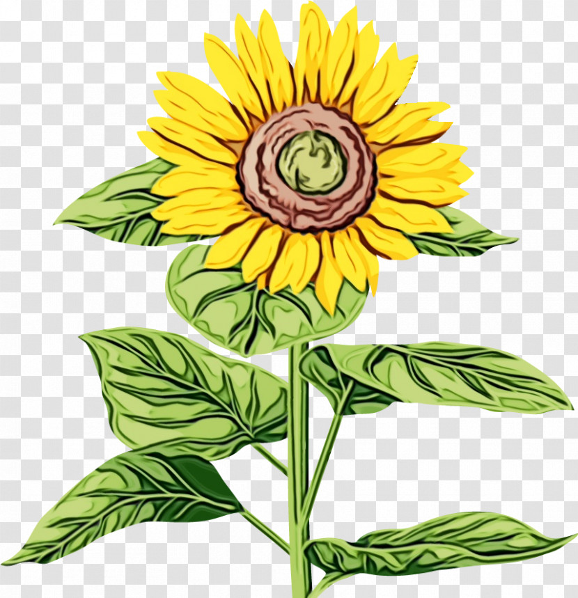 Sunflower Transparent PNG