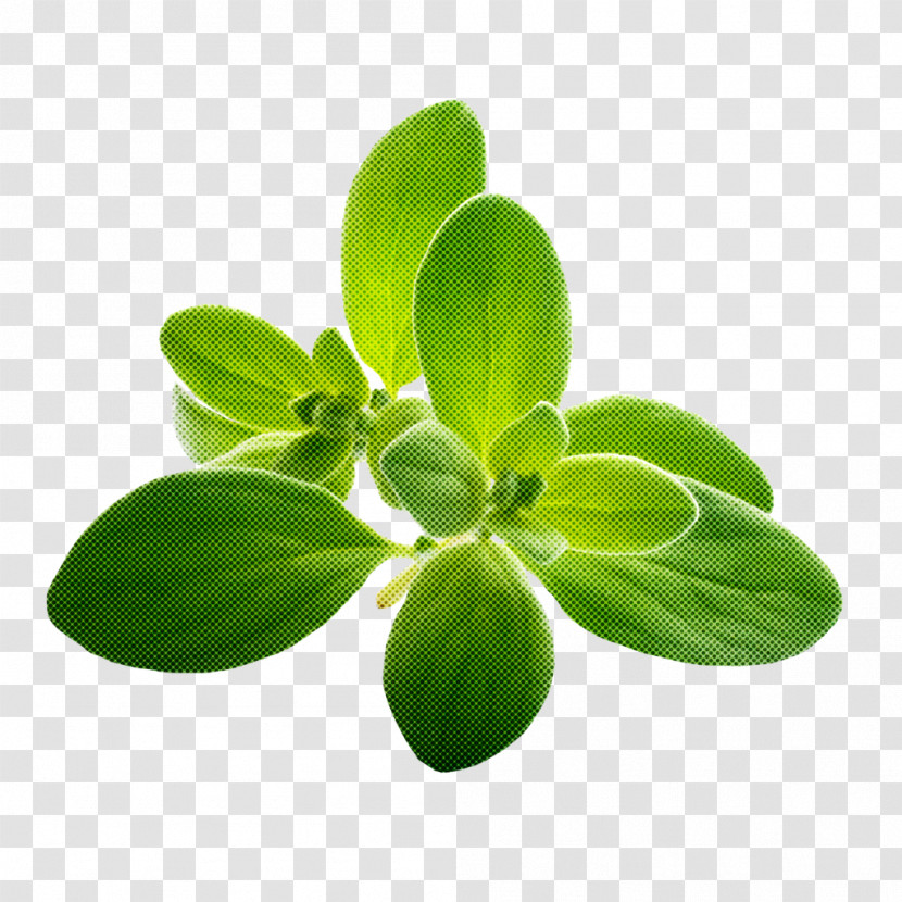 Leaf Green Flower Plant Herb Transparent PNG