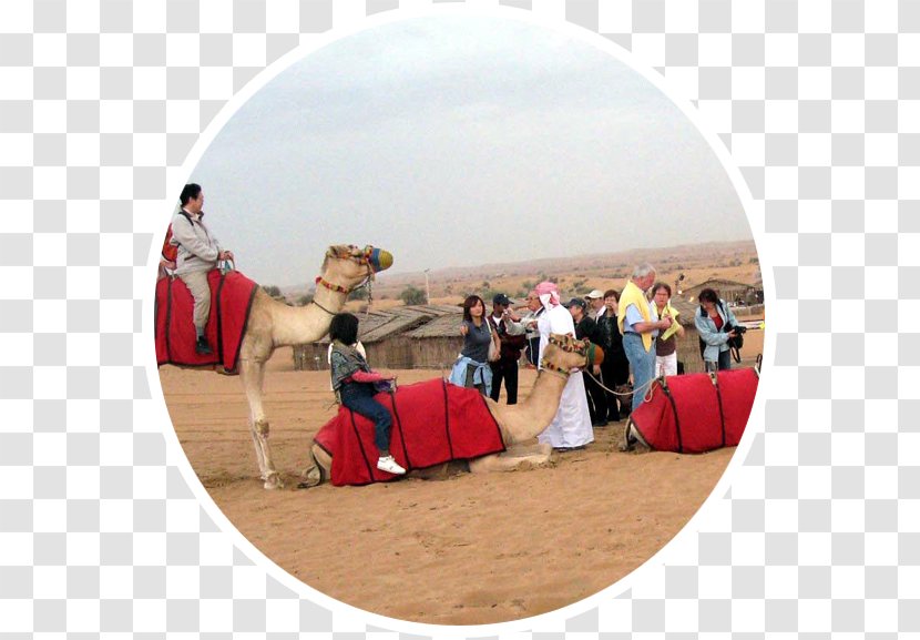 Camel Desert Safari Dubai Landscape Evening - Tourism Transparent PNG