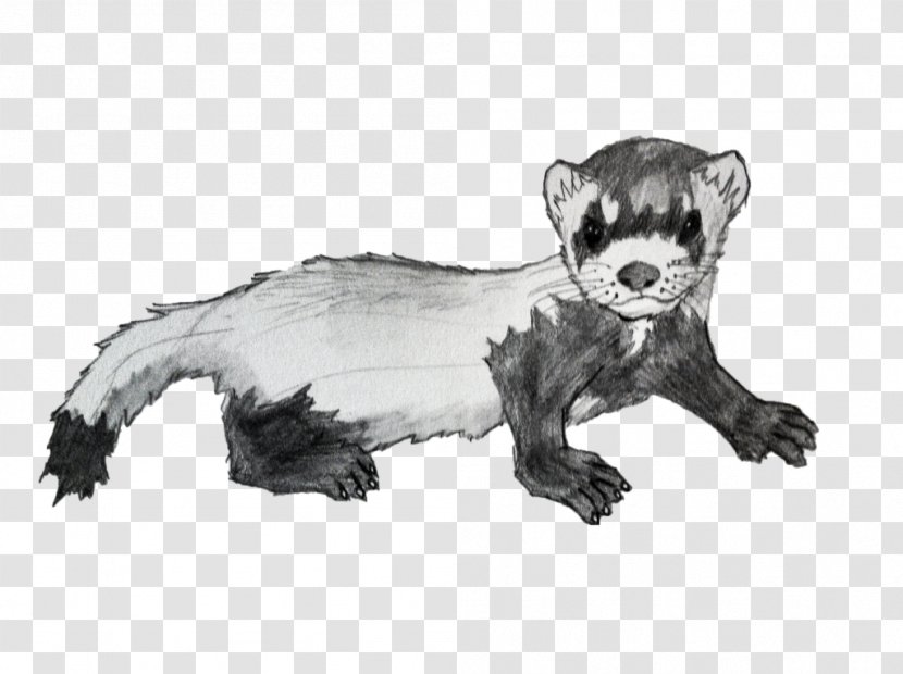 Ferret Mink Badger Animal Procyonidae - White Transparent PNG
