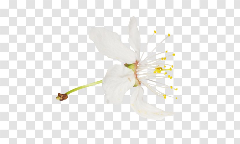 Moth Orchids Cherry Blossom Mallows ST.AU.150 MIN.V.UNC.NR AD - Plant Stem - Mallow Transparent PNG