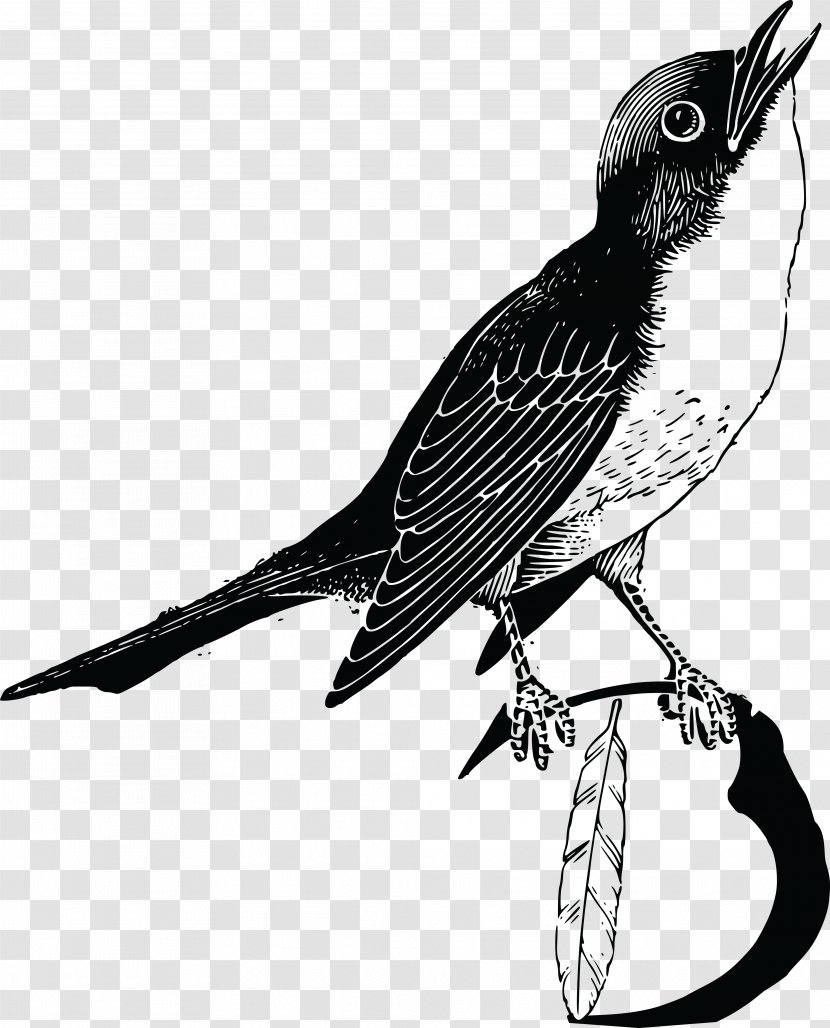 Bird Feather Goose Parrot Clip Art - Songbird Transparent PNG