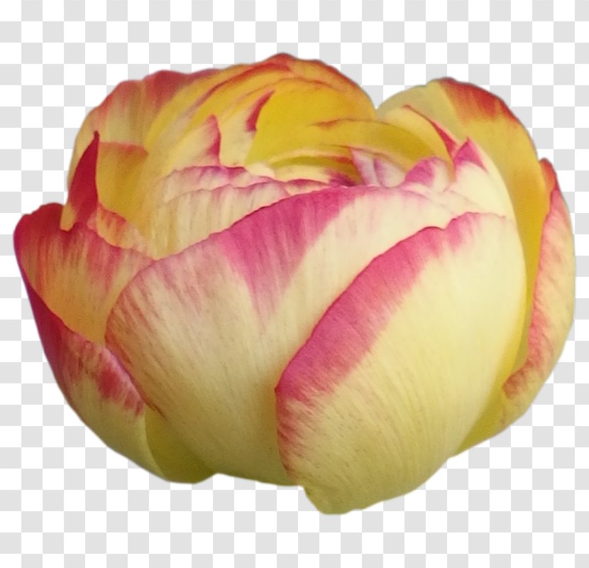 Cut Flowers Tulip Petal Yellow - Vektor Transparent PNG