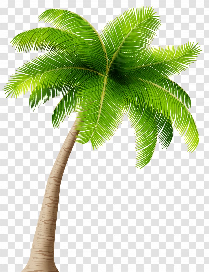 Caladesi RV Park Arecaceae Clip Art - Organism - Palm Tree Transparent PNG