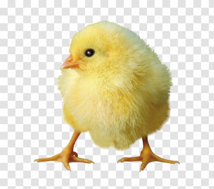 Chicken - Child - Yellow Chick Transparent PNG