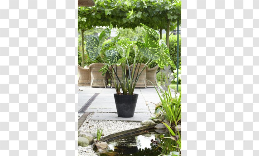 Giant Taro Leaf Vegetable Bulb - Garden - Colocasia Transparent PNG