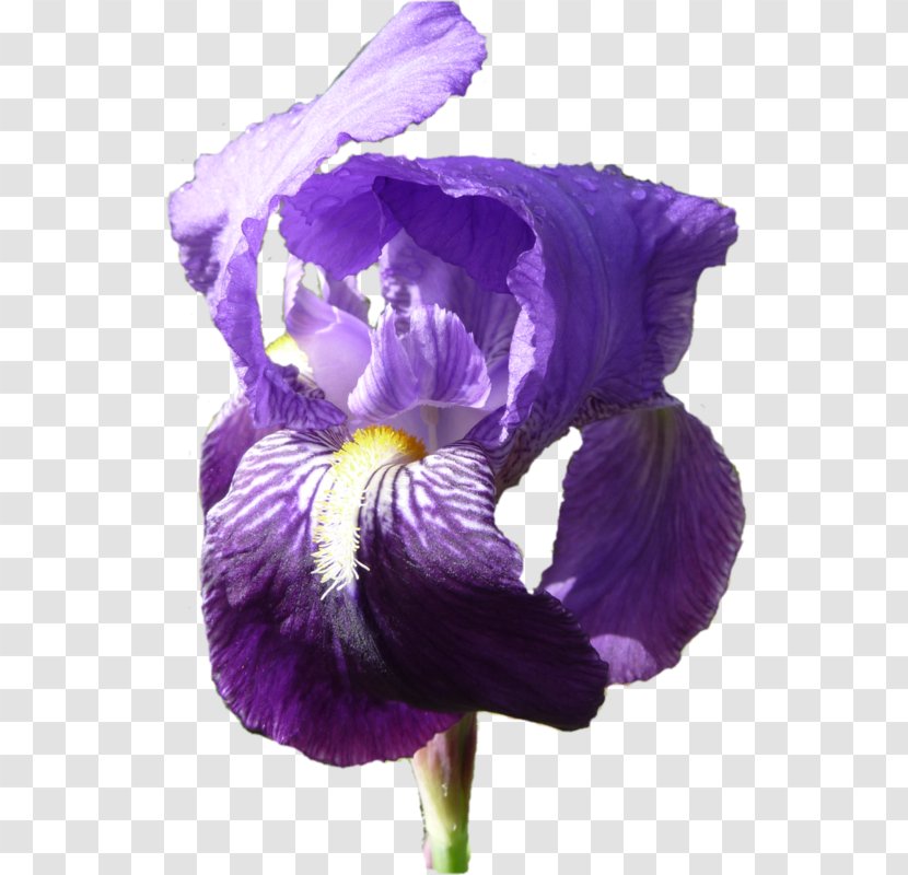 Pansy Orris Root Iris - Flowering Plant - Jonquille Transparent PNG