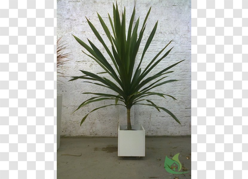 Arecaceae Flowerpot Houseplant Agave INAV DBX MSCI AC WORLD SF - Flower - Garden Center Transparent PNG