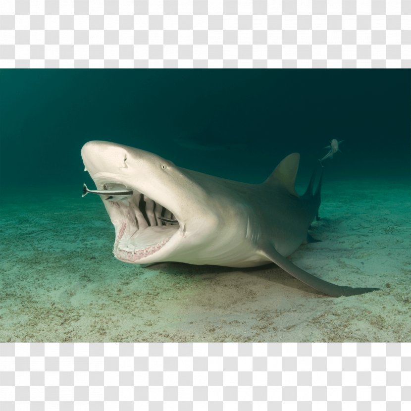 Tiger Shark Great White Remora Sicklefin Lemon - Fin - Frame Transparent PNG